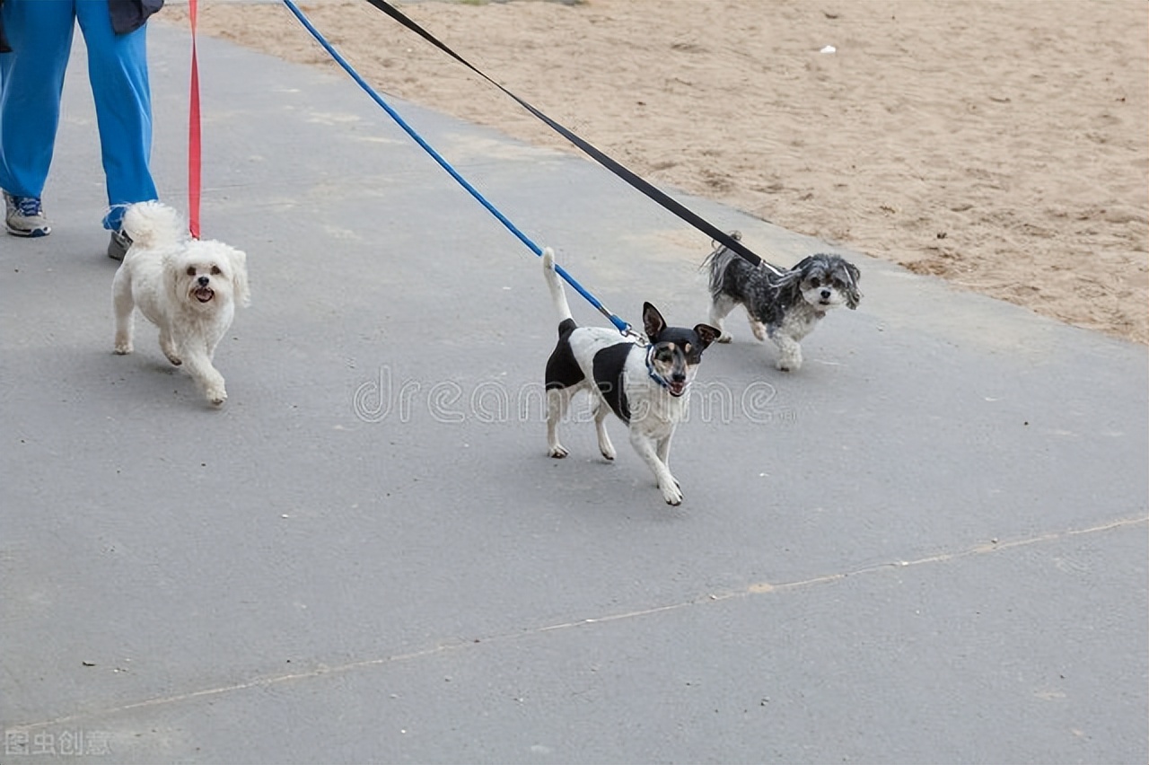 养狗一定要每天遛狗吗,养狗一定要天天遛狗吗