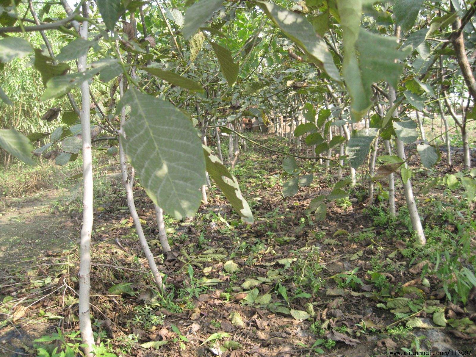 核桃种子怎么种植,核桃种子育苗时是哪端朝上