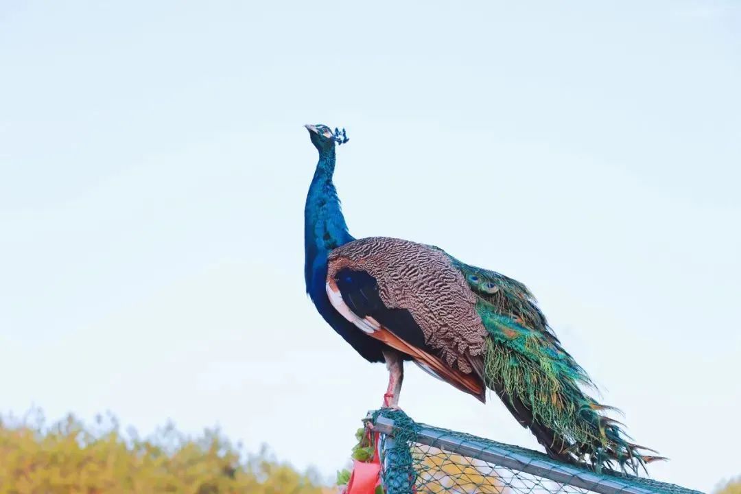 古徽州徽文化旅游攻略,徽州自由行旅游攻略最新