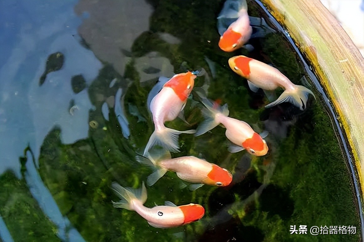 古代养金鱼怎么养活的,来谈一谈古人是如何养金鱼的