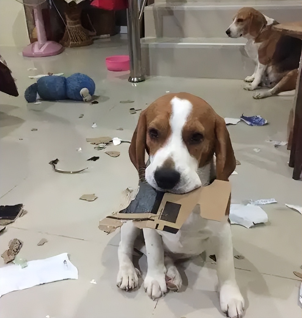 买宠物狗的坑有哪些,买狗差点上当