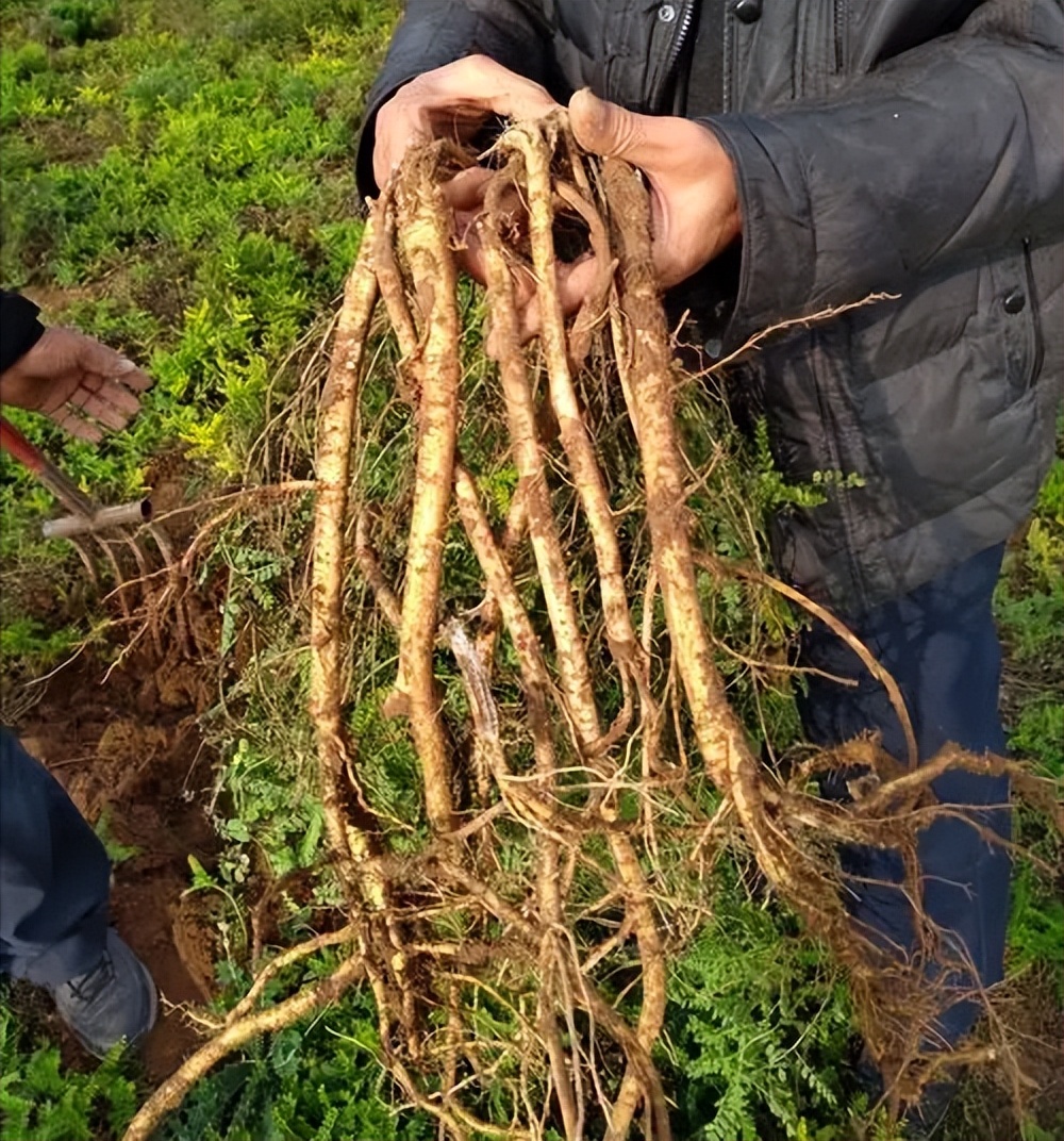 黄芪种植技术和方法,黄芪种植技术和管理方法