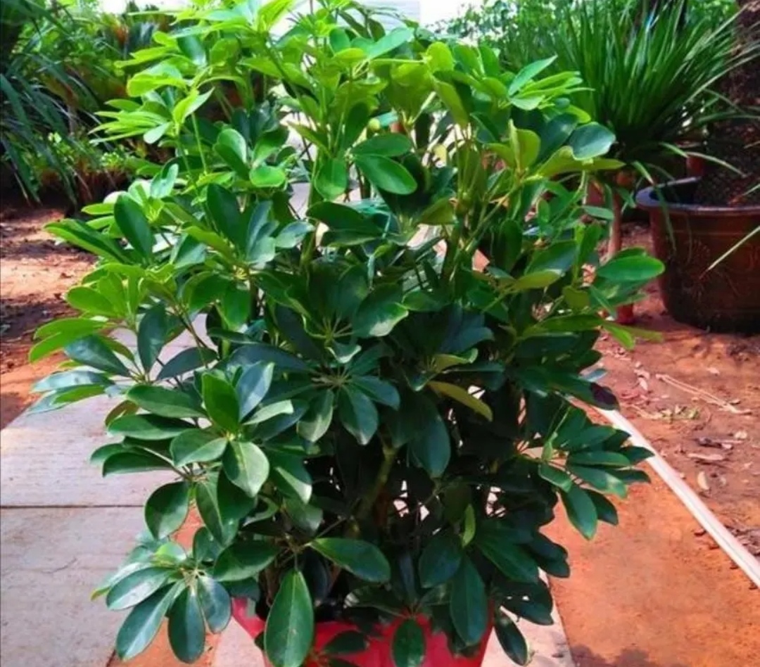 怎么修剪鸭掌木的株型,鸭掌木适合什么命养