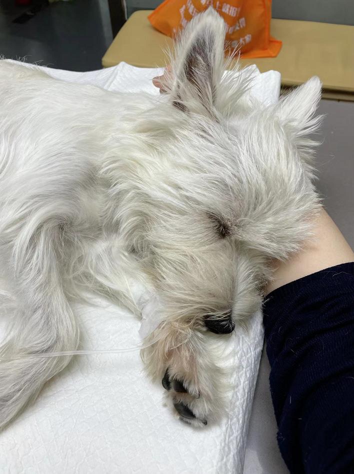 一晚上连炫16颗生鸡蛋，偷吃柯基秒变粑粑喷射“基”