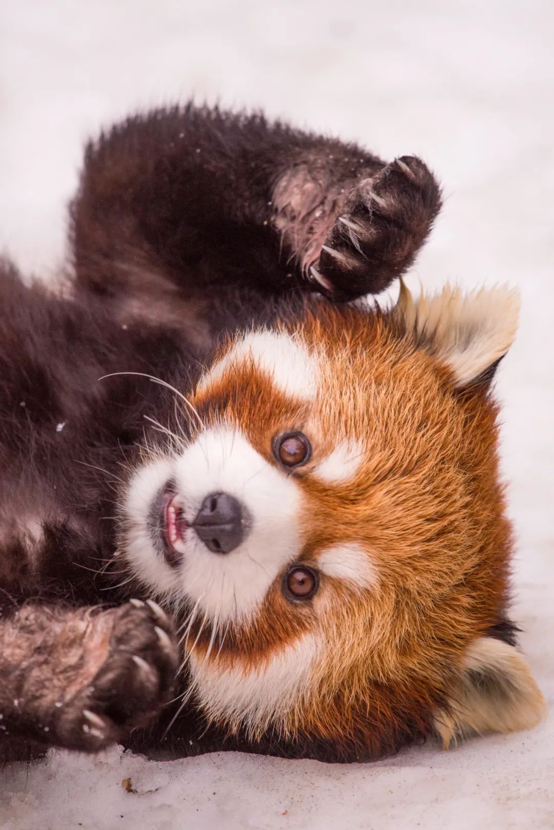 我真的太爱熊猫了，难不成上辈子是根竹子？