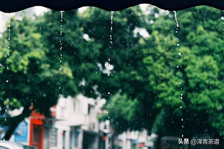 谷雨适合喝什么茶,谷雨喝什么茶叶