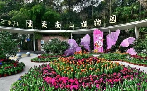 一月山茶花哪个地区最美,赏花山茶花