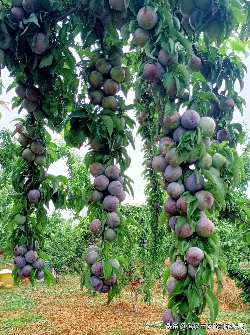 端午节私藏版游玩攻略,蔡甸2021年1月游玩攻略