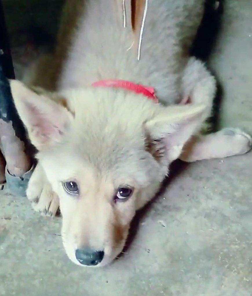 狗狗胆囊问题吃什么药,狗胆囊炎症状有哪些