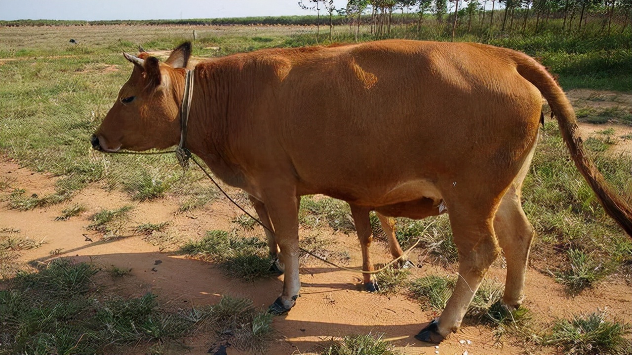 牛肚子胀气最快的解决方法视频,牛胀气怎么治疗最有效