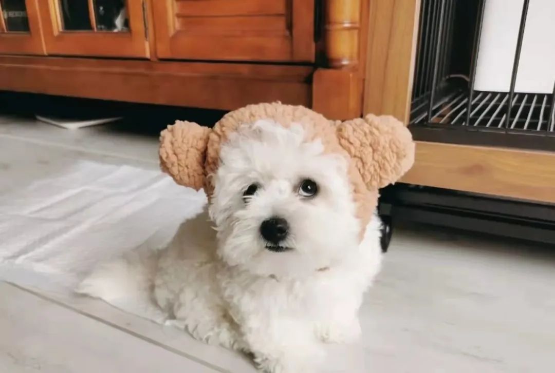 狗狗的常见病和处理方法,狗狗常见病用药配方