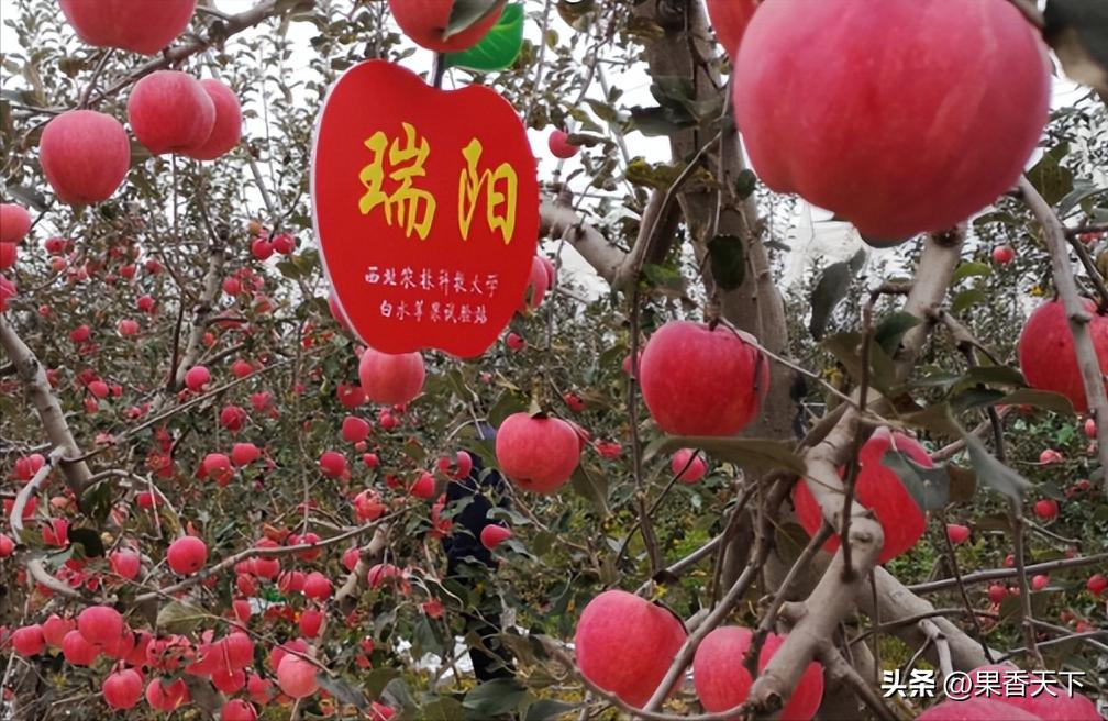 众成三号苹果新品种,最新最全苹果新品种