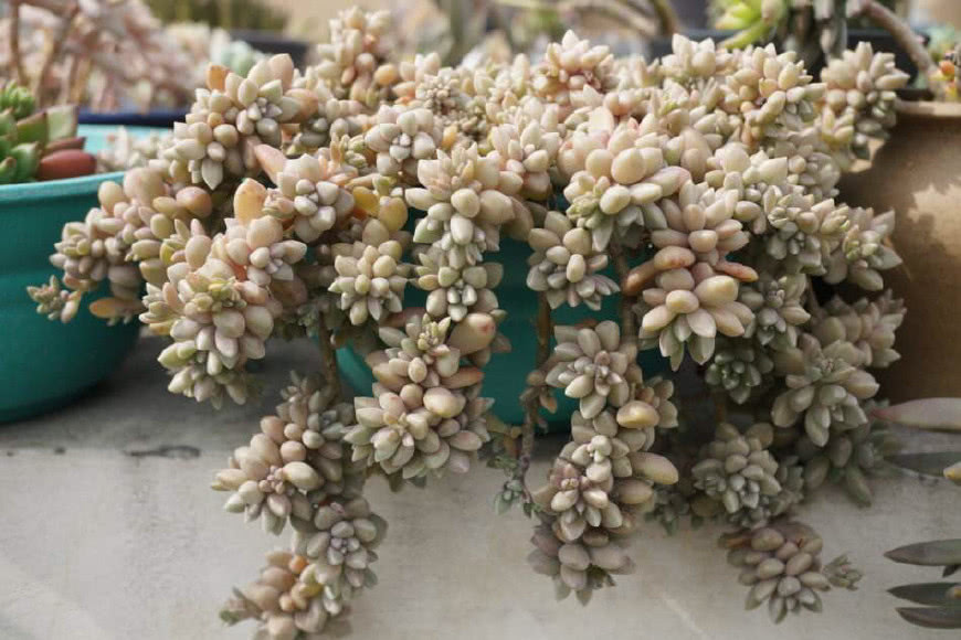 十二卷多肉的品种图鉴,100种多肉植物图片大全