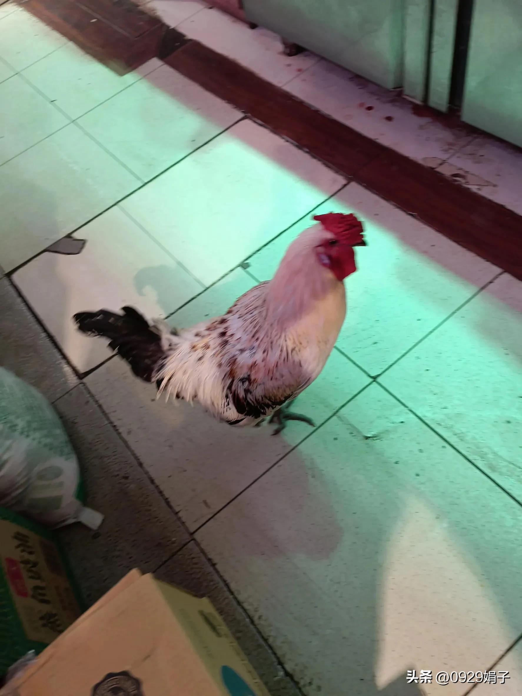 超市鸡卖什么价格,山姆超市的鸡