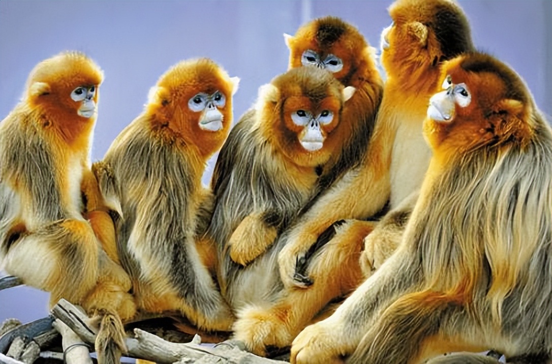 金猴传奇天命战域,金猴传奇烈火之力