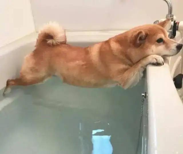 狗狗回家过了7天是不是安全了,为什么狗狗带回家七天不要出门