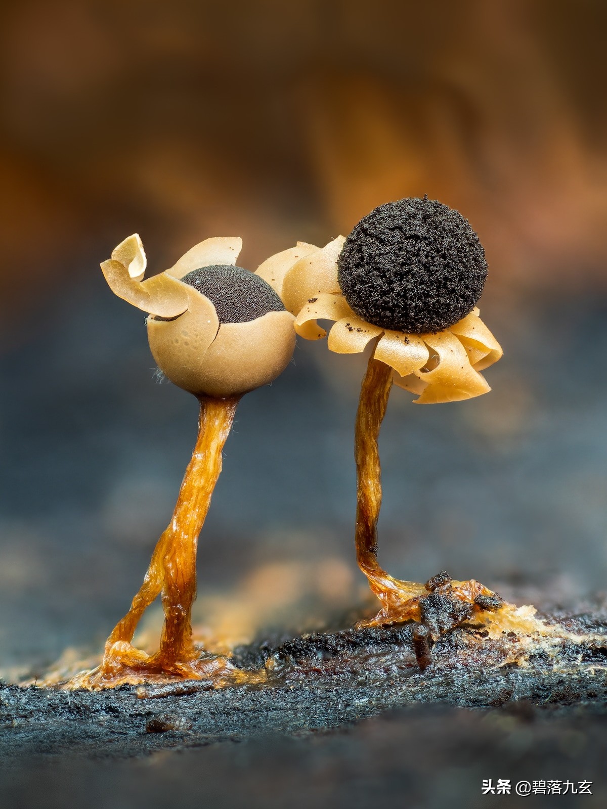 两只松鼠的爱：赢得2021年度特写摄影师挑战赛