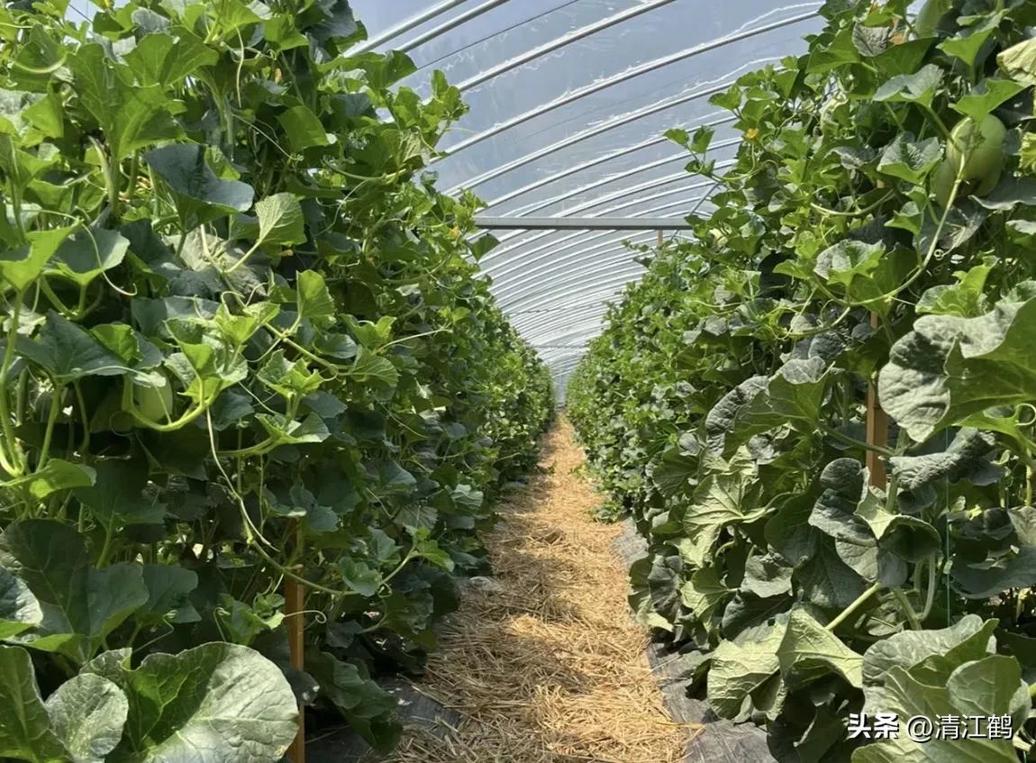 有什么好吃的甜瓜品种适合种植,适合南方种植的黄色厚皮甜瓜品种