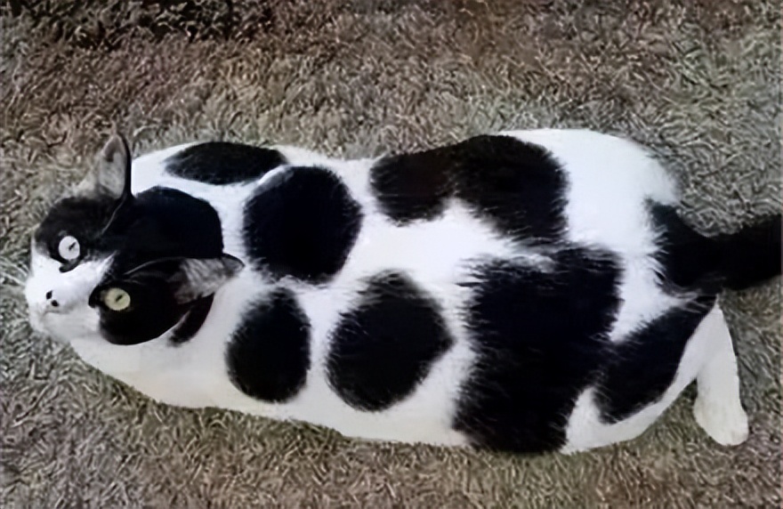 古代猫咪的名字都叫什么,猫咪在古代的名字有哪些