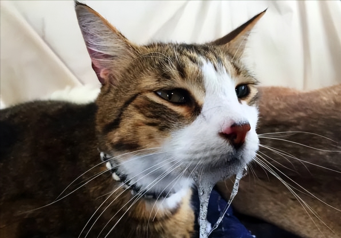 猫咪得狂犬病的征兆,猫咪狂犬病征兆