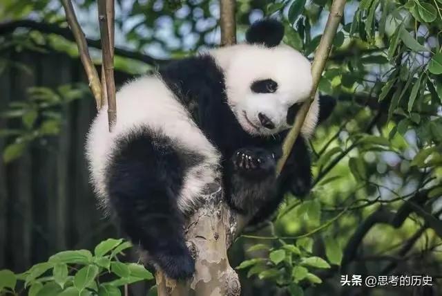 什么时候开始熊猫外交的,熊猫外交的发展历程