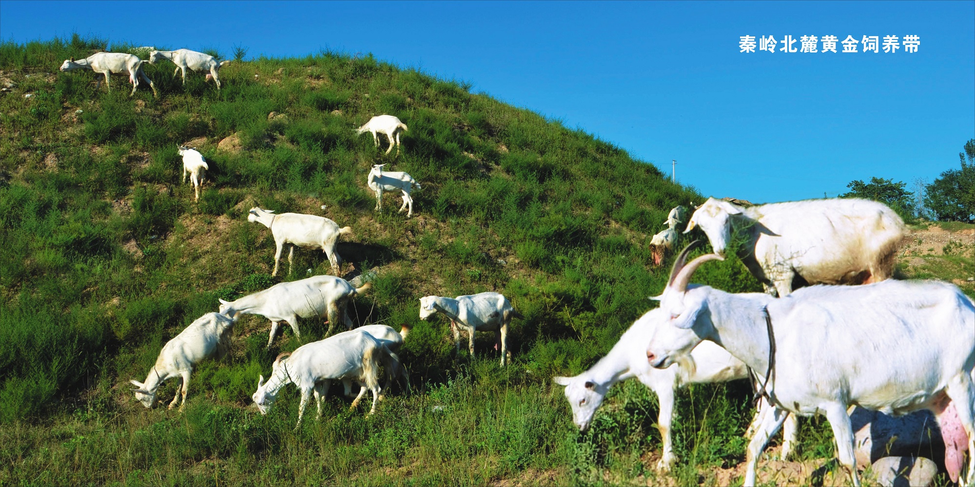 婴幼儿羊奶粉朵恩,朵恩4段儿童羊奶粉