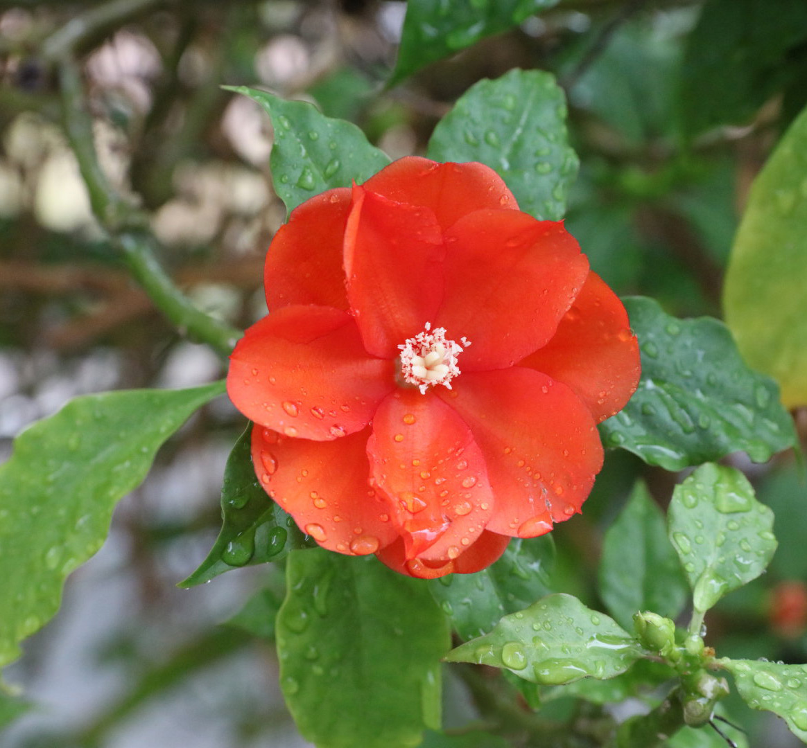 最美最惊艳的仙人掌花,仙人掌奇花图片大全