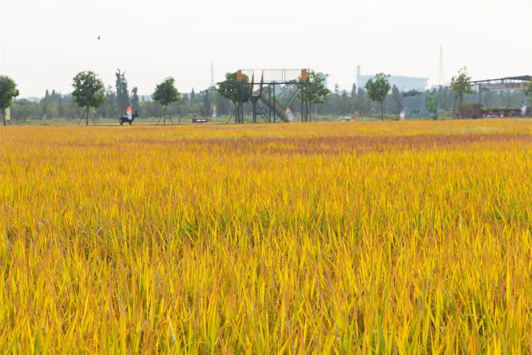 麻涌国庆游玩好去处,麻涌周末去哪玩