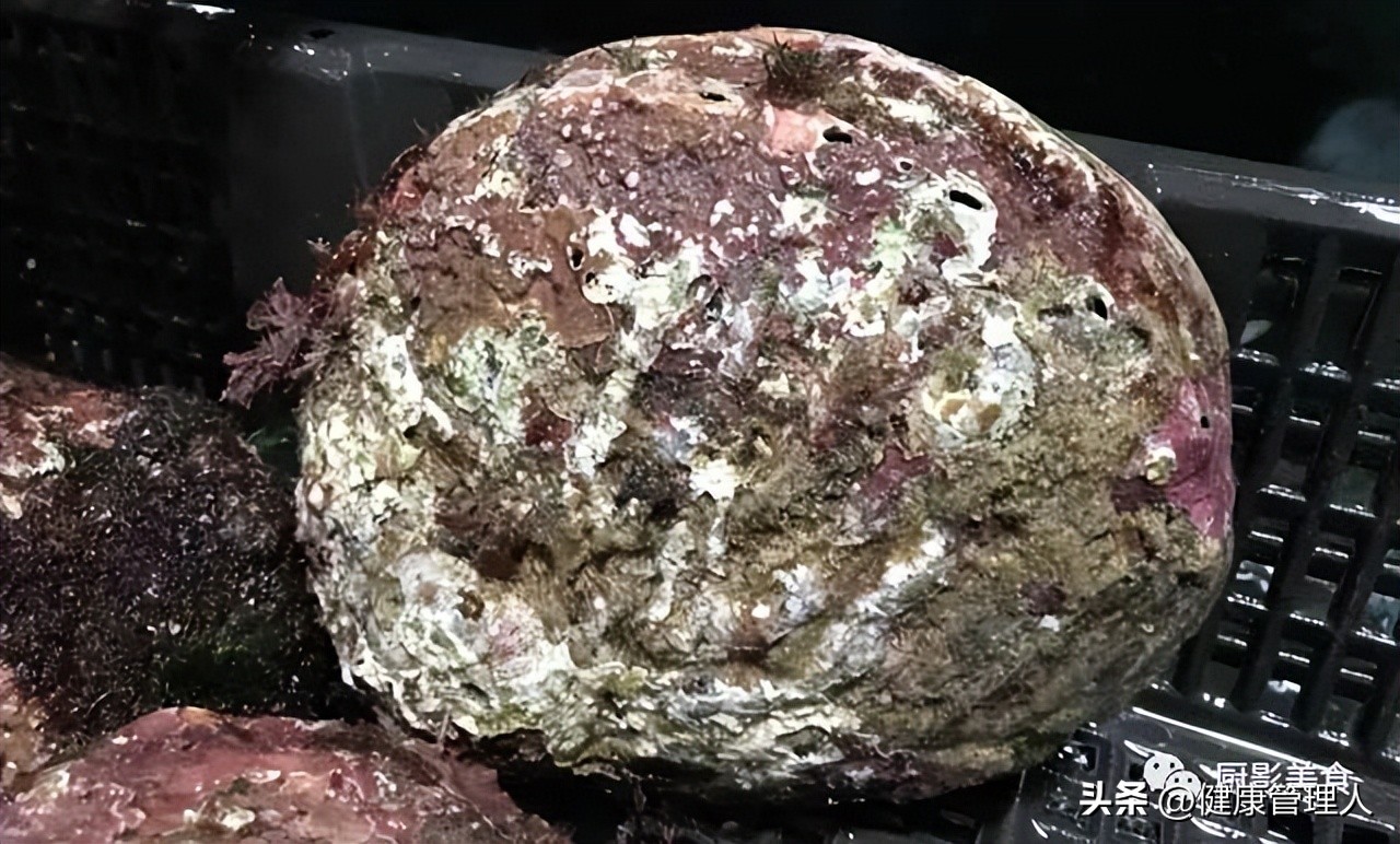 海鲜贝类品种大全及名字,22种海鲜贝类做法大全