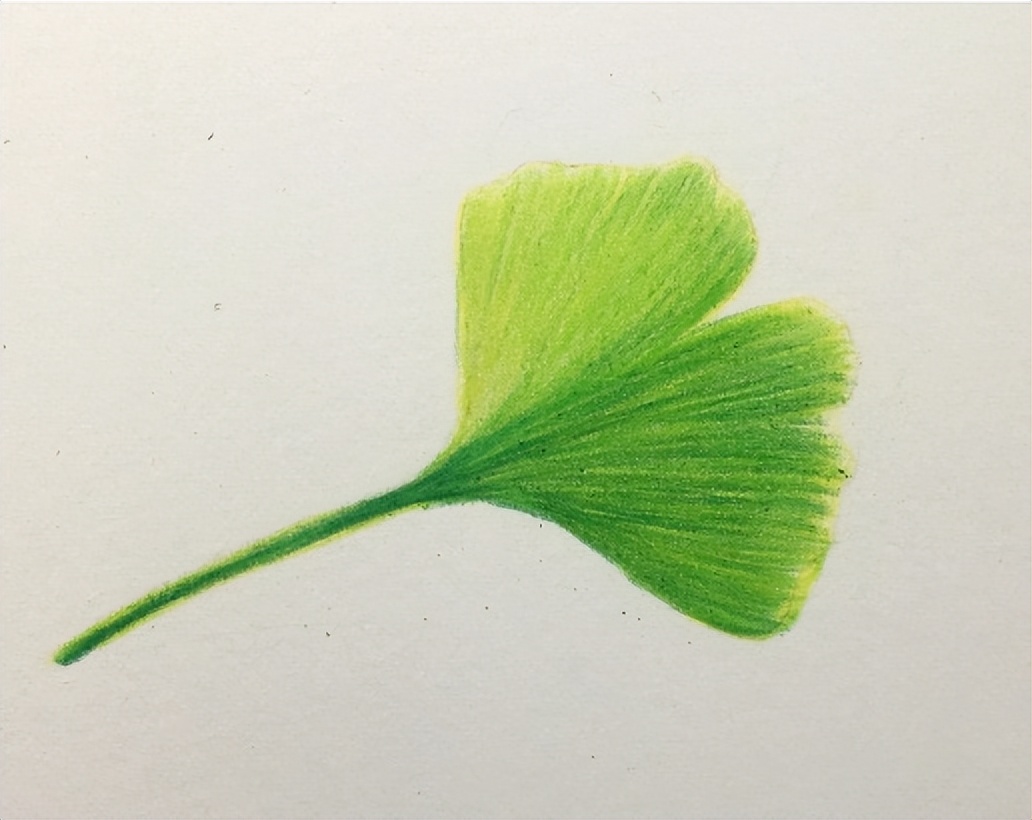 银杏叶的画法简单,银杏叶的画法步骤图解