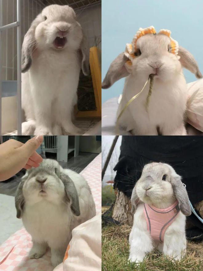 兔年在家里养兔,兔年宜动不宜静