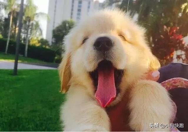 如何挑选纯种金毛犬8大步骤,如何挑纯种金毛