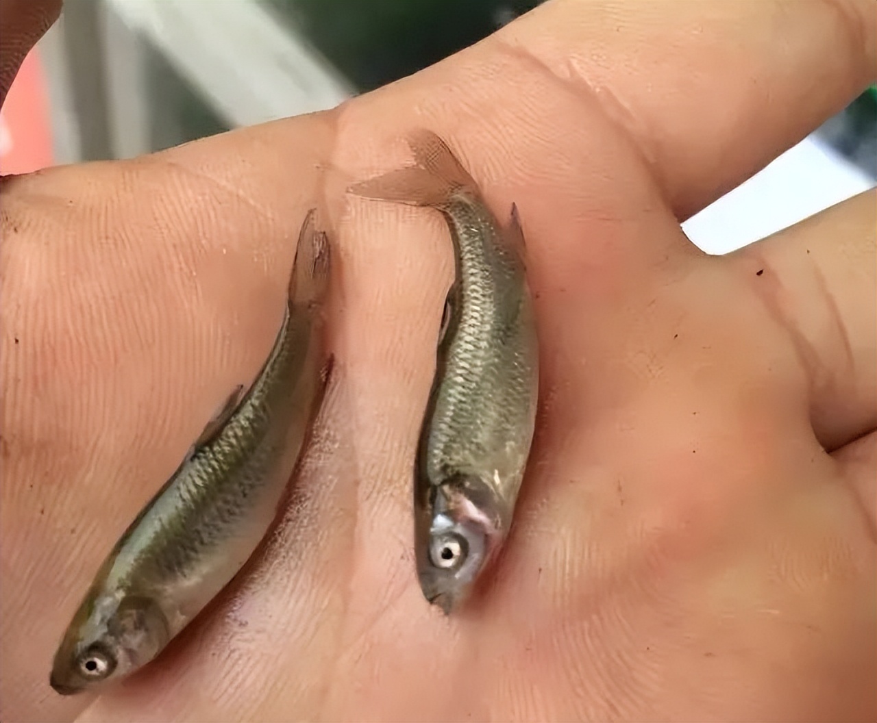 12种水产病害防治,你对水产动物病害的初步认识