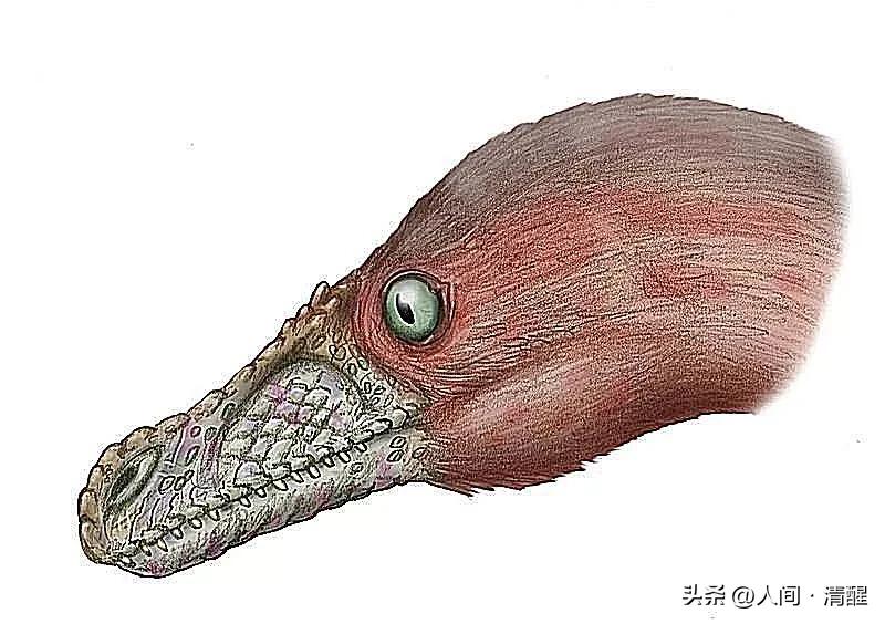 首次挖掘带羽毛的恐龙图片,全部带羽恐龙介绍纪录片