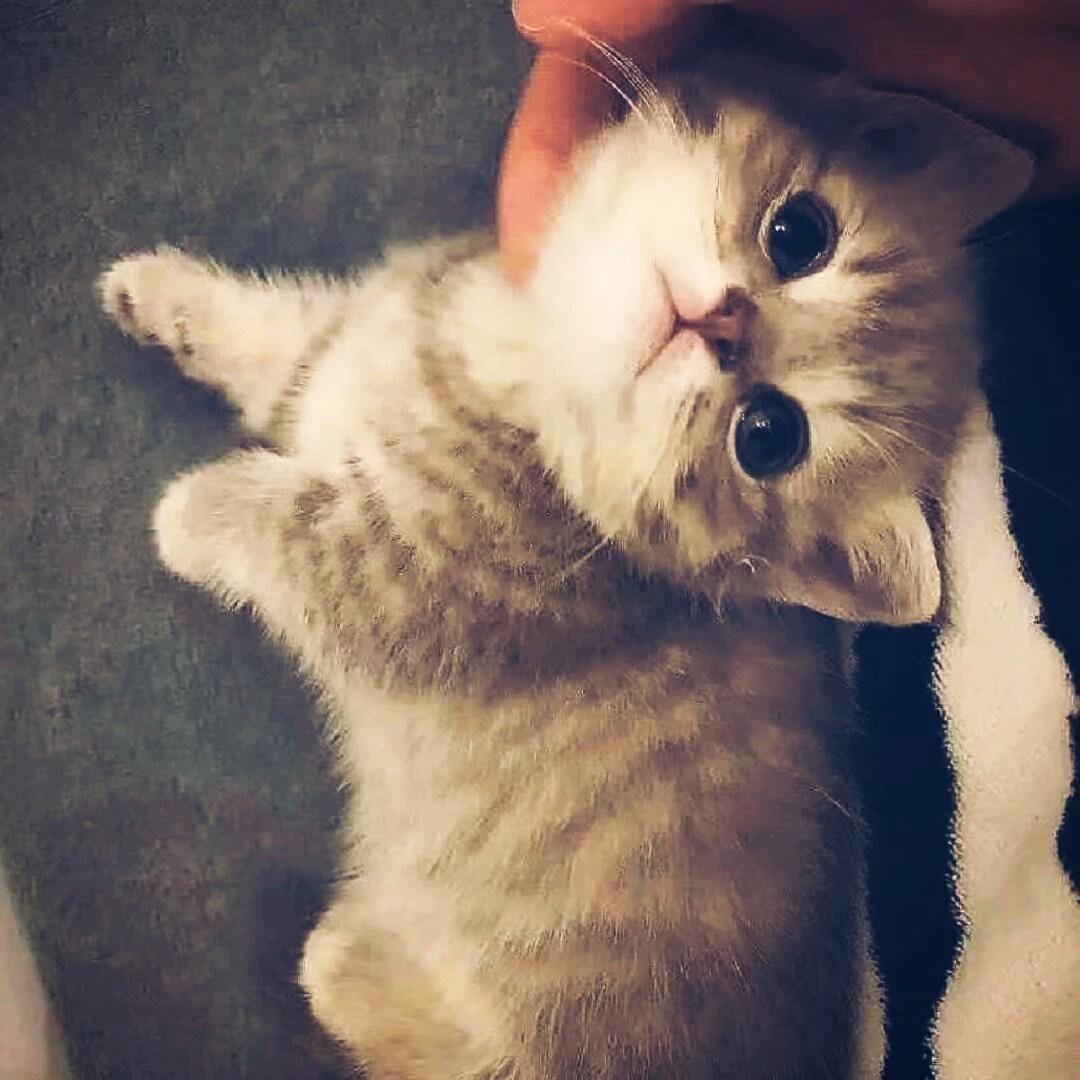 萌萌小猫头像大全可爱,动物头像猫咪可爱