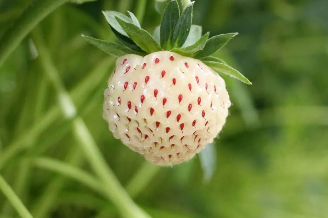 法国的弗州草莓和智利草莓从哪来,凤梨草莓跟普通草莓