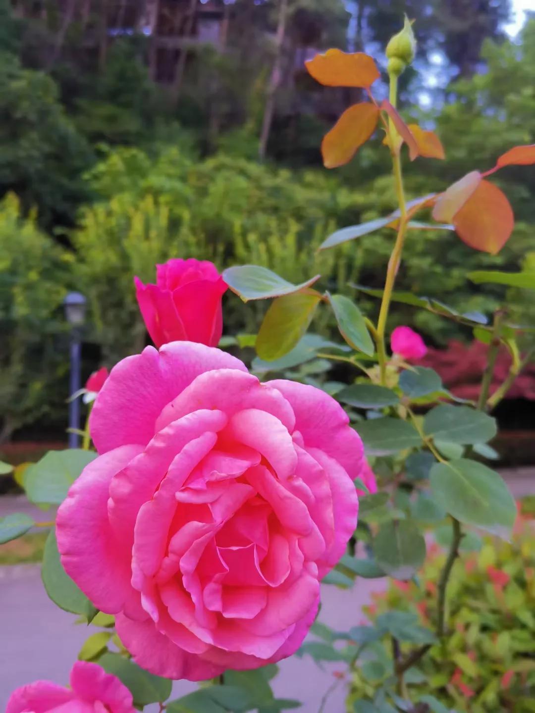 股票股息怎么发放,发放股票股利会计分录