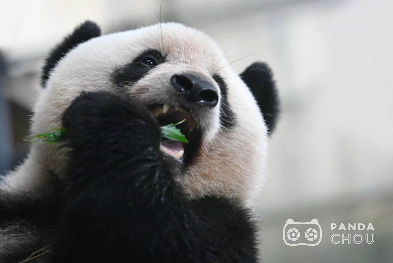 8个小时，他为“香香”按下了2000多次快门