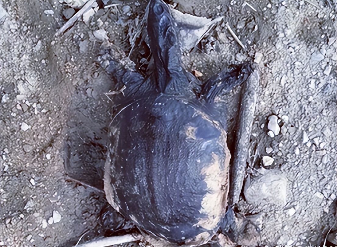 甲鱼突然大批死亡原因,甲鱼死亡真相揭秘