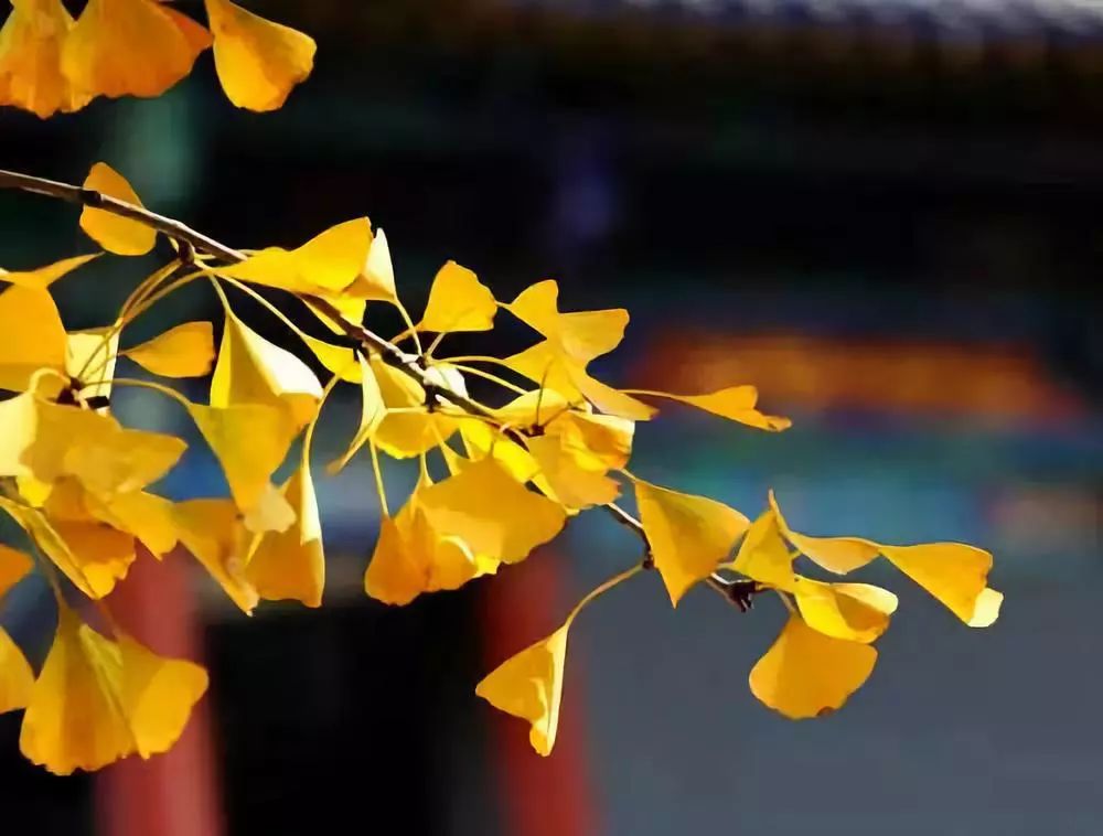 故园应露白凉夜又秋分的意思,故园应露白凉夜又秋分