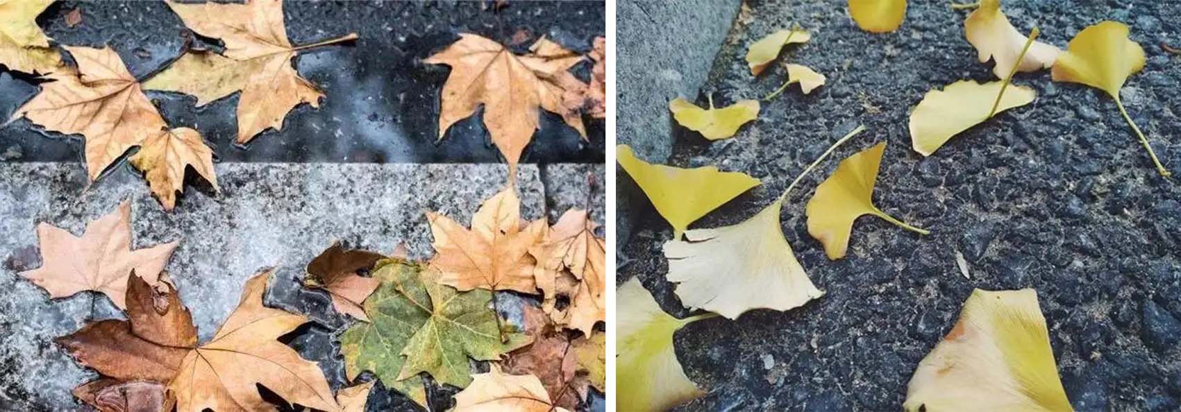 风云四季无余乐，一片痴情寄绿园，哪些往事让养花大叔最常追忆？