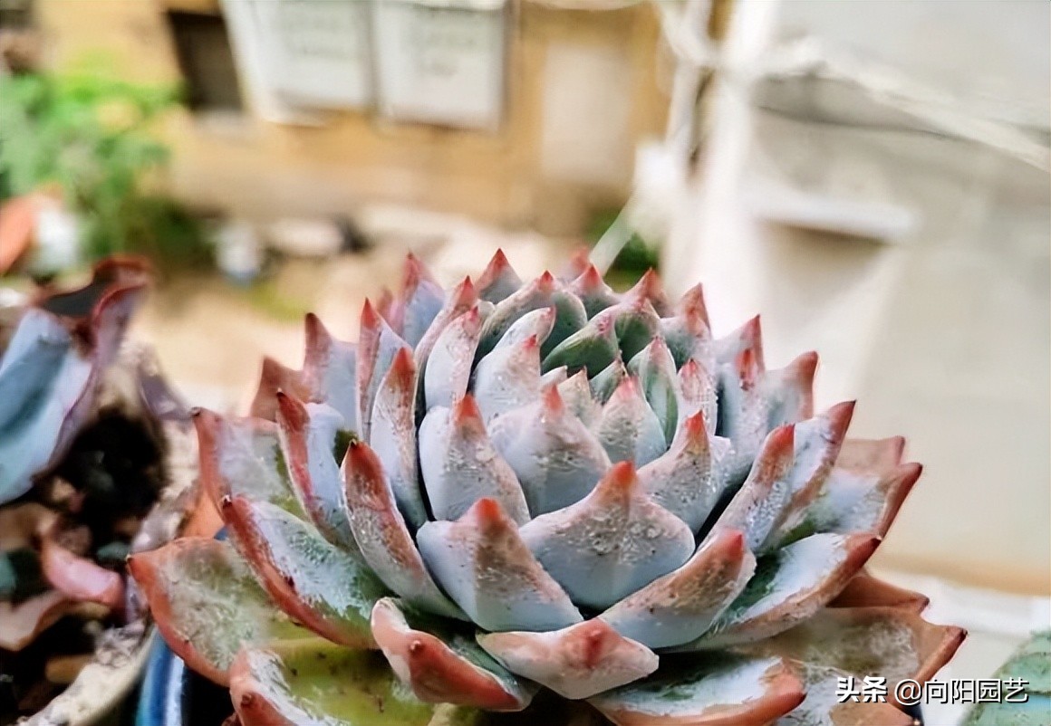 网上买的多肉，为啥养不活？多肉质量有问题，养护技术不足