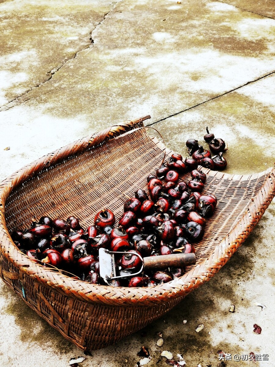 荸荠诗句,荸荠古诗