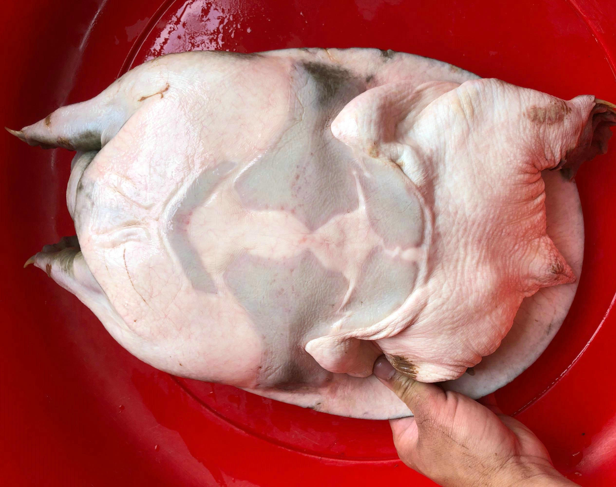 广东钓友半夜逮了只十多斤“老鳖”，鱼贩：260卖不卖？