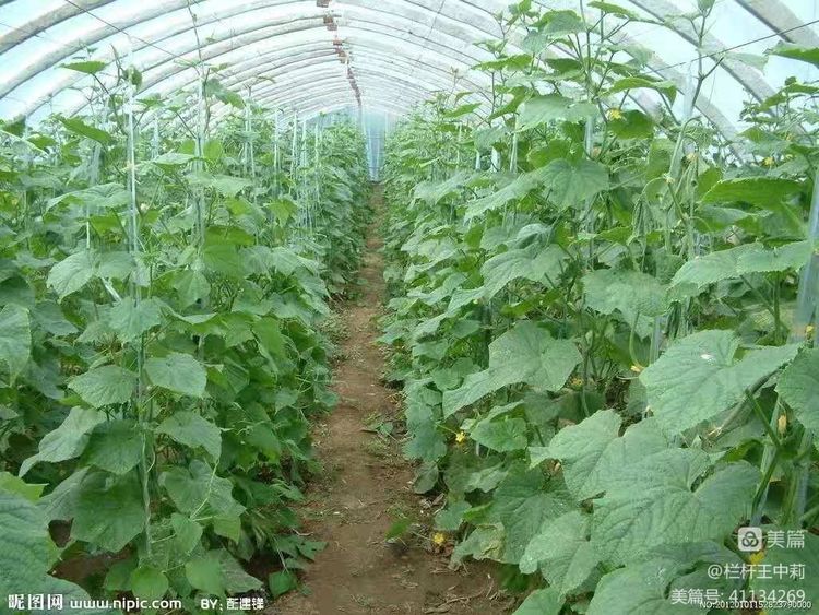 平安淮滨新变化丨淮滨县栏杆街道:喜迎二十大,夸夸我的家乡王湾新变化