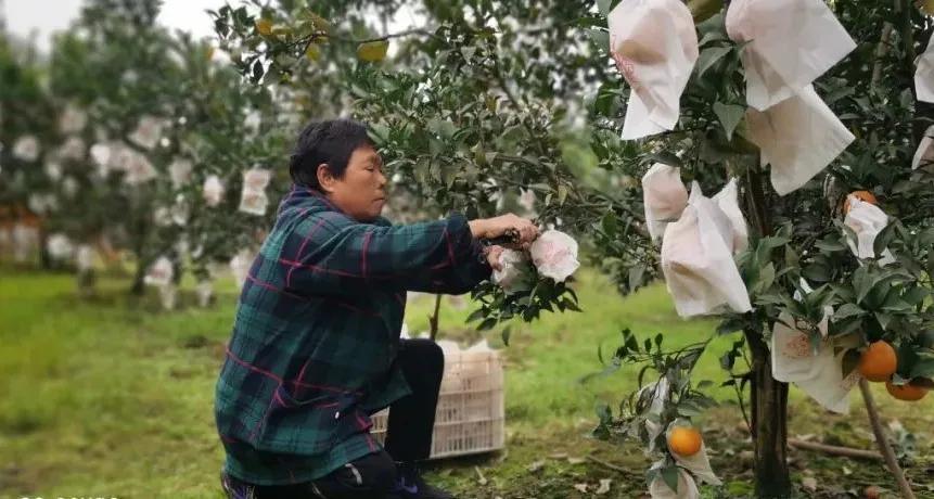 不愧是柑橘中的“lv”!比橙细腻,比橘味道浓郁,一口就忘不掉