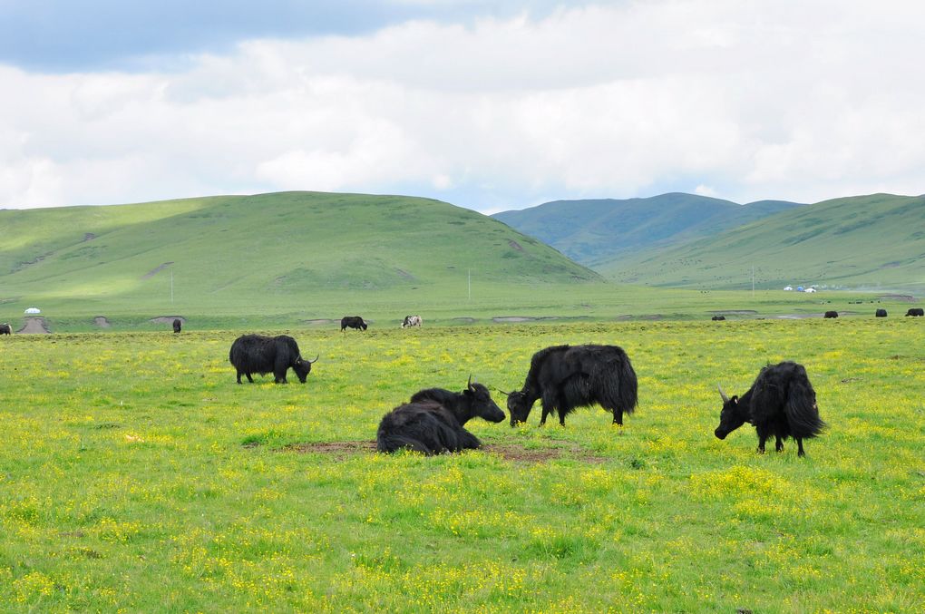 四川最美草原—若尔盖草原欣赏