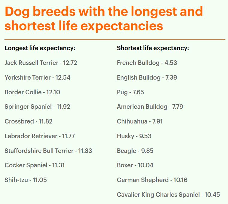 巴哥犬最大的特点,巴哥犬最令人头疼的5大缺点