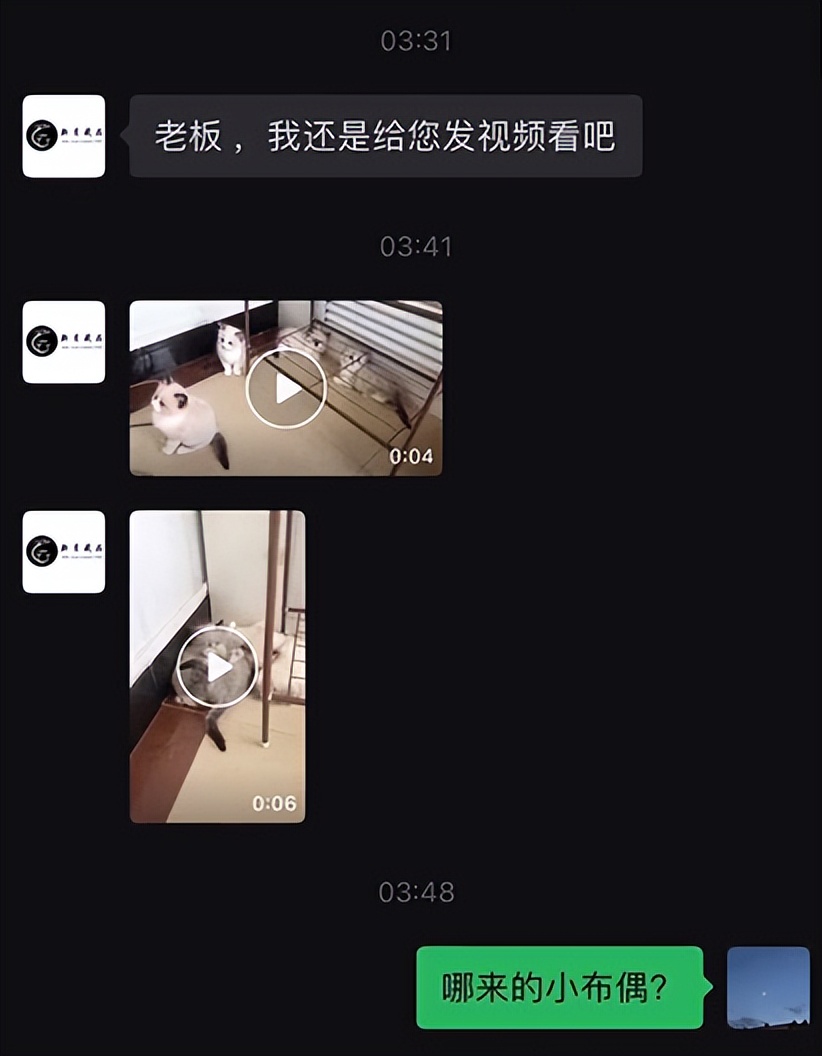 网友养了70只布偶猫,有人家里养了110只布偶猫