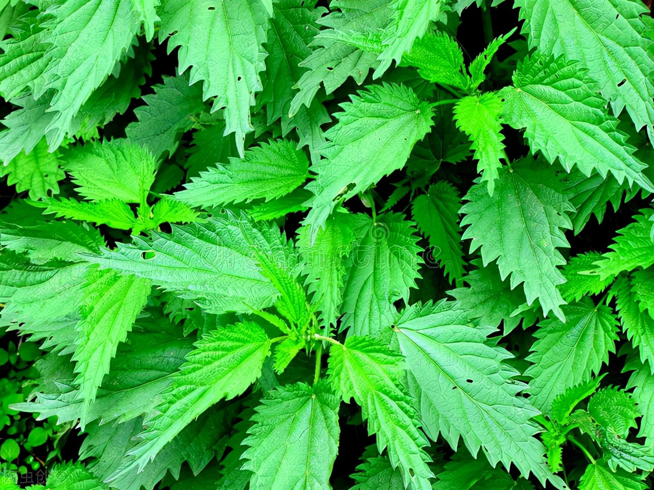 名字很土但很好吃的中国食物,名字不好听但却美味的野菜